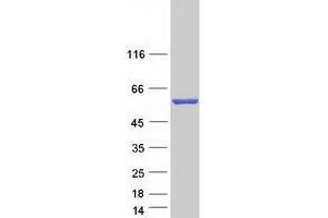 Validation with Western Blot