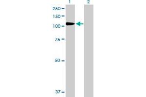 Western Blot analysis of DPP4 expression in transfected 293T cell line by DPP4 MaxPab polyclonal antibody. (DPP4 anticorps  (AA 1-766))