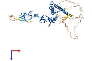 AlphaFold protein structure predicition of Mouse Recombinant Lmx1a Protein, UniprotID Q9JKU8