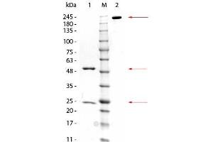 SDS-PAGE of Mouse anti-GSTZ1 Monoclonal Antibody. (GSTZ1 anticorps  (GST tag))