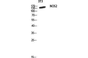 Western Blot (WB) analysis of 3T3 lysis using NOS2 antibody. (NOS2 anticorps  (Thr177))