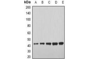 Western blot analysis of GDF8 expression in U937 (A), BT474 (B), mouse heart (C), mouse liver (D), rat skeletal muscle (E) whole cell lysates. (MSTN anticorps)