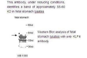 Image no. 1 for anti-Kruppel-Like Factor 4 (Gut) (KLF4) antibody (ABIN790845)