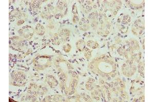 Immunohistochemistry of paraffin-embedded human salivary gland tissue using ABIN7172953 at dilution of 1:100 (TMCC1 anticorps  (AA 51-300))