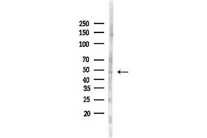 Western blot analysis of lysates from Rat brain, using TROY Antibody at 1/1000 dilution.
