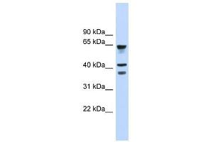 GPR27 antibody used at 1 ug/ml to detect target protein. (GPR27 anticorps  (Middle Region))