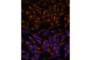 Immunofluorescence analysis of L929 cells using  antibody (ABIN7265368) at dilution of 1:100.