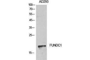 Western Blot (WB) analysis of AD293 cells using FUNDC1 Polyclonal Antibody. (FUNDC1 anticorps  (Internal Region))
