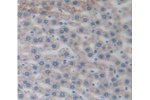 IHC-P analysis of Rat Tissue, with DAB staining. (PYGL anticorps  (AA 73-267))