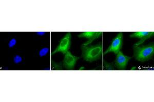 Immunocytochemistry/Immunofluorescence analysis using Rabbit Anti-Hsp90 Polyclonal Antibody (ABIN361822 and ABIN361823).