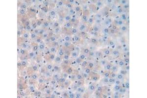 IHC-P analysis of Rat Tissue, with DAB staining. (SFRP5 anticorps  (AA 45-162))