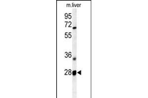 Western blot analysis of RTP2 Antibody (Center) (ABIN651264 and ABIN2840159) in mouse liver tissue lysates (35 μg/lane). (RTP2 anticorps  (AA 122-151))
