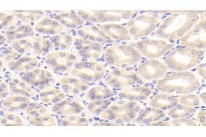 Detection of PK2 in Mouse Stomach Tissue using Polyclonal Antibody to Prokineticin 2 (PK2) (PROK2 anticorps  (AA 30-118))