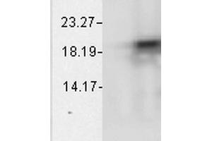 Western Blot analysis of Bovine cell lysates showing detection of Alpha B Crystallin protein using Mouse Anti-Alpha B Crystallin Monoclonal Antibody, Clone 1A7. (CRYAB anticorps  (Atto 488))
