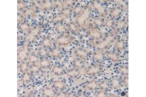 IHC-P analysis of Mouse Tissue, with DAB staining. (CUBN anticorps  (AA 3511-3623))