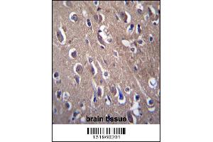 PON2 Antibody immunohistochemistry analysis in formalin fixed and paraffin embedded human brain tissue followed by peroxidase conjugation of the secondary antibody and DAB staining. (PON2 anticorps  (N-Term))