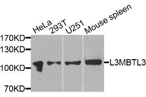 Western blot analysis of extracts of various cell lines, using L3MBTL3 antibody. (L3MBTL3 anticorps)