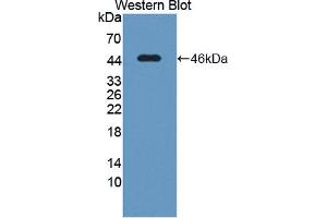 Western blot analysis of the recombinant protein. (POR anticorps  (AA 210-578))