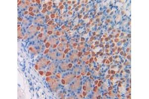 IHC-P analysis of stomach tissue, with DAB staining. (Coagulation Factor V anticorps  (AA 1776-2028))
