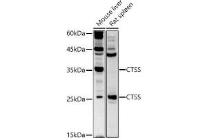 Western blot analysis of extracts of various cell lines, using CTSS antibody (ABIN3015658, ABIN3015659, ABIN3015660 and ABIN6219007) at 1:500 dilution. (Cathepsin S anticorps  (AA 115-331))