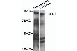 Western blot analysis of extracts of various cell lines, using ITPR1 antibody (ABIN6293225) at 1:1000 dilution.