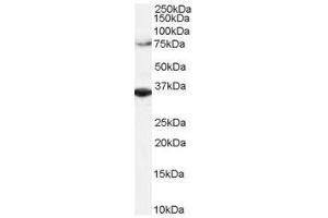 Image no. 1 for anti-Origin Recognition Complex, Subunit 3 (ORC3) (C-Term) antibody (ABIN374085) (ORC3 anticorps  (C-Term))