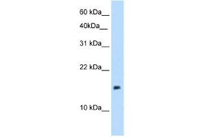 PAGE1 antibody used at 5 ug/ml to detect target protein.