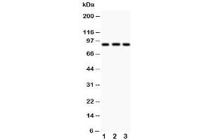 Western blot testing of CUL1 antibody and Lane 1:  MM453 (Cullin 1 anticorps  (N-Term))