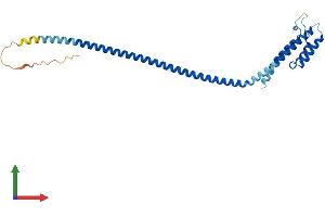 AlphaFold protein structure predicition of Mouse Recombinant Ccdc127 Protein, UniprotID Q3TC33