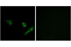 Immunofluorescence analysis of A549 cells, using ATG4A Antibody. (ATG4A anticorps  (AA 81-130))