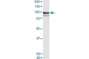 Immunoprecipitation of ENG transfected lysate using anti-ENG MaxPab rabbit polyclonal antibody and Protein A Magnetic Bead , and immunoblotted with ENG MaxPab mouse polyclonal antibody (B01) .