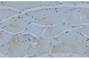 ABIN6274241 at 1/100 staining Mouse muscle tissue by IHC-P.