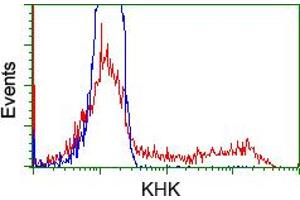 Image no. 3 for anti-Ketohexokinase (KHK) antibody (ABIN1499021) (Ketohexokinase anticorps)