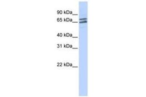 Image no. 1 for anti-Poly(A) Polymerase gamma (PAPOLG) (C-Term) antibody (ABIN6740704)