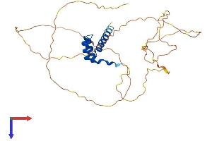 AlphaFold protein structure predicition of Mouse Recombinant Hoxd13 Protein, UniprotID P70217