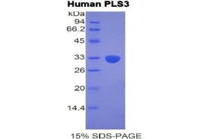 SDS-PAGE analysis of Human Plastin 3 Protein.
