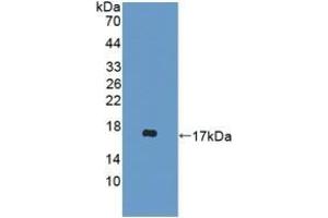 Detection of Recombinant DDT, Mouse using Polyclonal Antibody to D-Dopachrome Tautomerase (DDT) (DDT anticorps  (AA 2-118))