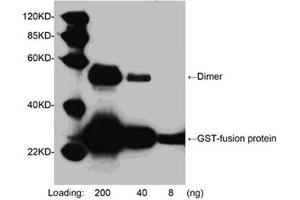 Western blot analysis of GST fusion protein using 1 µg/mL Goat Anti-GST-tag Polyclonal Antibody (ABIN398846) The signal was developed with LumiSensorTM HRP Substrate Kit (ABIN769939) (GST anticorps  (HRP))