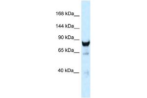 WB Suggested Anti-Dnm3 Antibody Titration: 1. (Dynamin 3 anticorps  (C-Term))