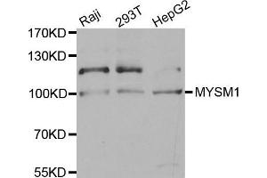 Western blot analysis of extracts of various cell lines, using MYSM1 antibody. (MYSM1 anticorps  (C-Term))