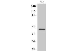 Western Blotting (WB) image for anti-cAMP Responsive Element Binding Protein 1 (CREB1) (pSer142) antibody (ABIN3182733)