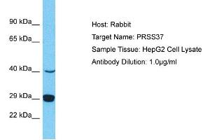 Host: Rabbit Target Name: PRSS37 Sample Type: HepG2 Whole Cell lysates Antibody Dilution: 1. (PRSS37 anticorps  (N-Term))