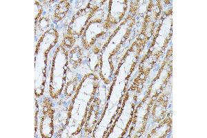 Immunohistochemistry of paraffin-embedded mouse kidney using PP2A Catalytic β antibody (ABIN3023492, ABIN3023493, ABIN3023494 and ABIN6220084) at dilution of 1:100 (40x lens). (PPP2CB anticorps  (AA 1-309))