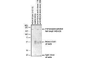 Immunoprecipitation of recombinant human HDAC6 by mouse monoclonal antibodies 178 and 236 using protein G-coated Dynabeads. (HDAC6 anticorps)