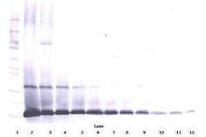Image no. 1 for anti-Interleukin 7 (IL7) antibody (ABIN465862) (IL-7 anticorps)