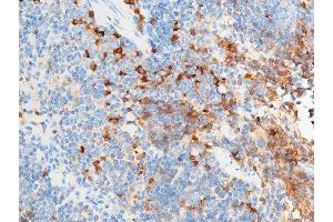 ABIN6267252 at 1/100 staining mouse spleen tissue sections by IHC-P.
