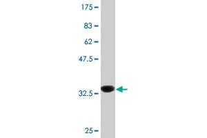 Western Blot detection against Immunogen (35.