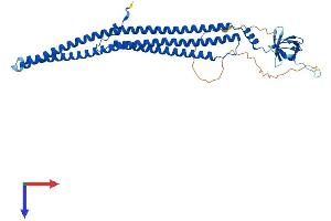 AlphaFold protein structure predicition of Mouse Recombinant Pstpip1 Protein, UniprotID P97814