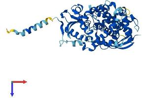 AlphaFold protein structure predicition of Human Recombinant CYP39A1 Protein, UniprotID Q9NYL5