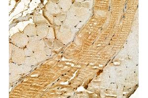 ABIN6265898 and ABIN6273023 at 1/100 staining Mouse skin tissue by IHC-P. (UQCRB anticorps  (N-Term))